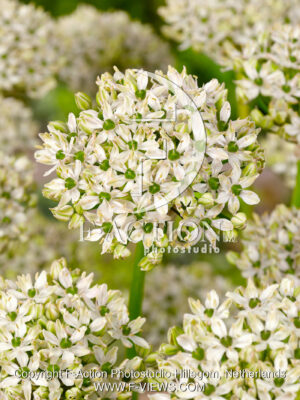 nigrum multibulbosum