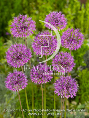 Purple King