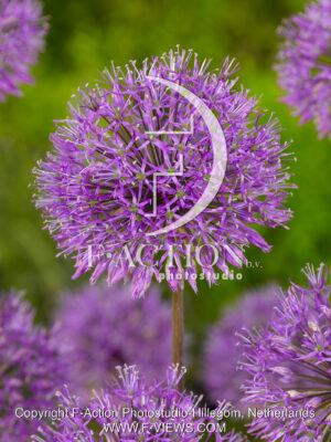 Purple King