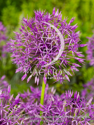 Purple Rain