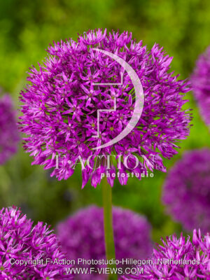 Purple Sensation