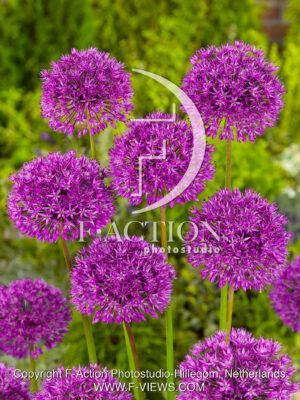 Purple Sensation