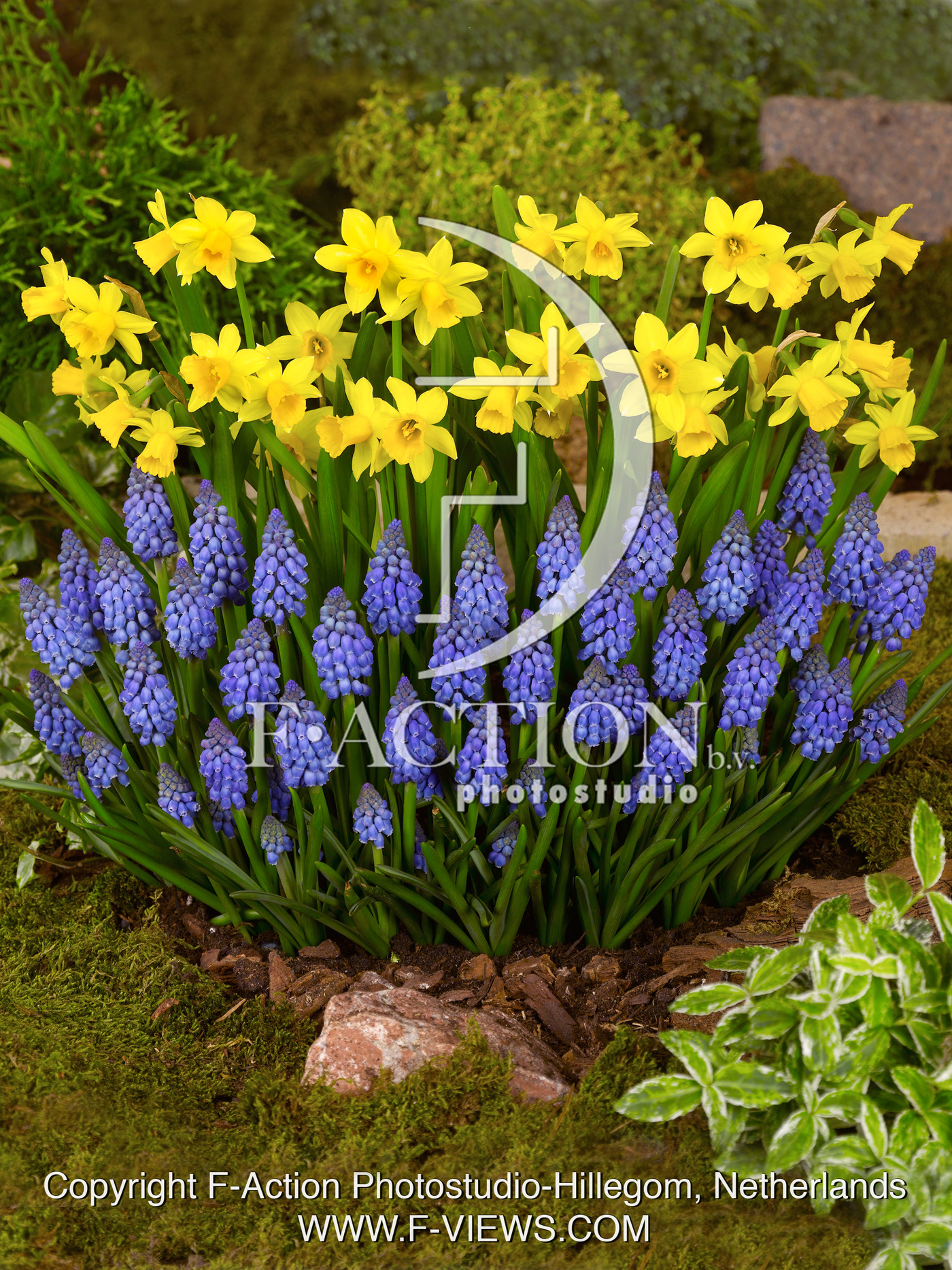 Armeniacum & Tete a tete