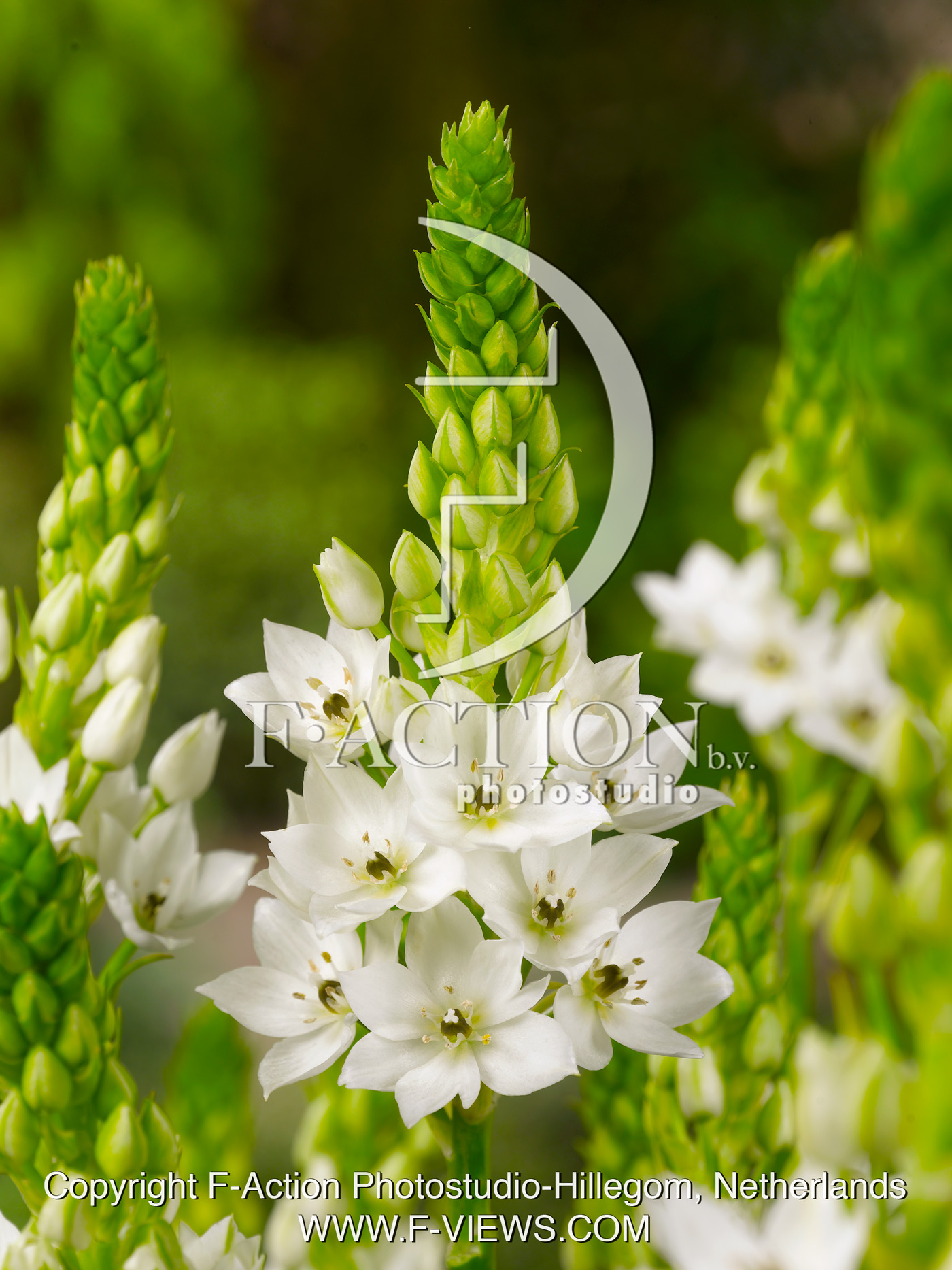 thyrsoides 'Kabouter'