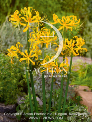 Lycoris 'Aurora'
