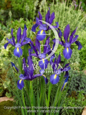 hollandica 'Hommes Blue'