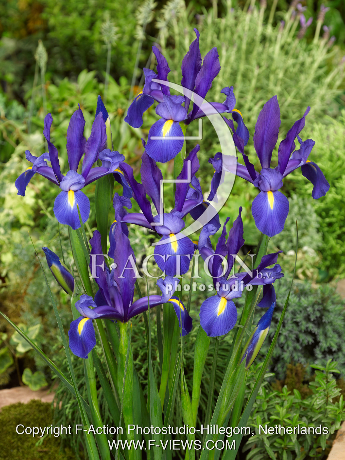 hollandica 'Hommes Blue'