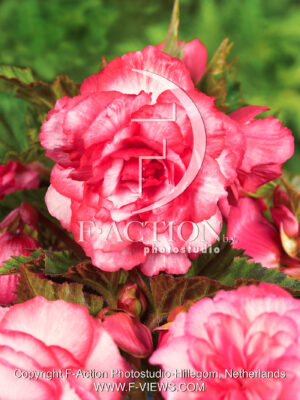 Bouton de Rose