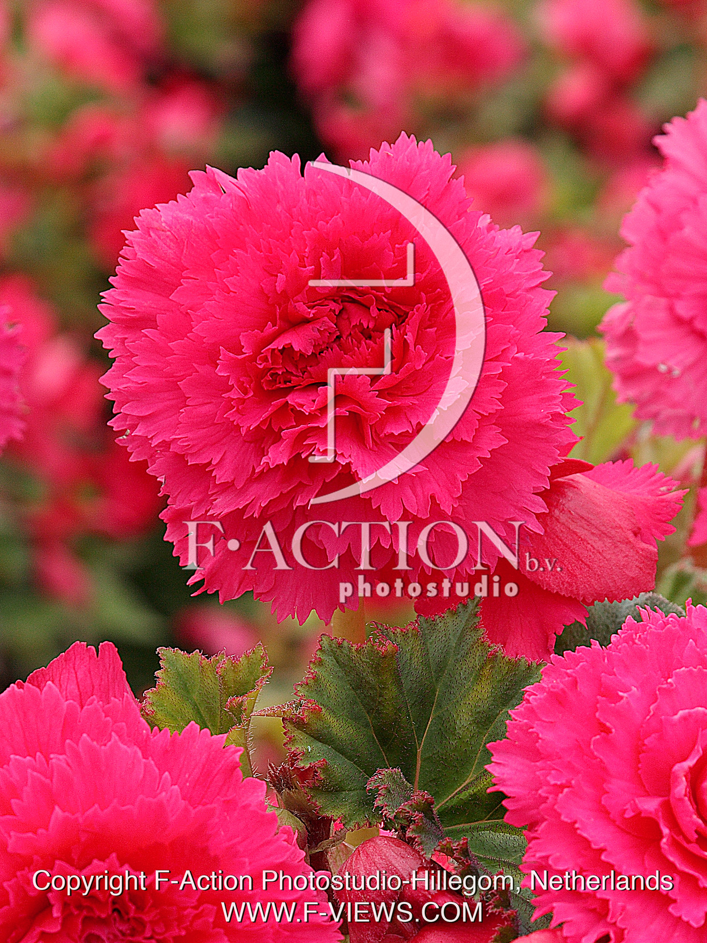 Fimbriata Pink