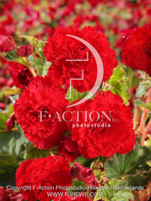 Fimbriata Red
