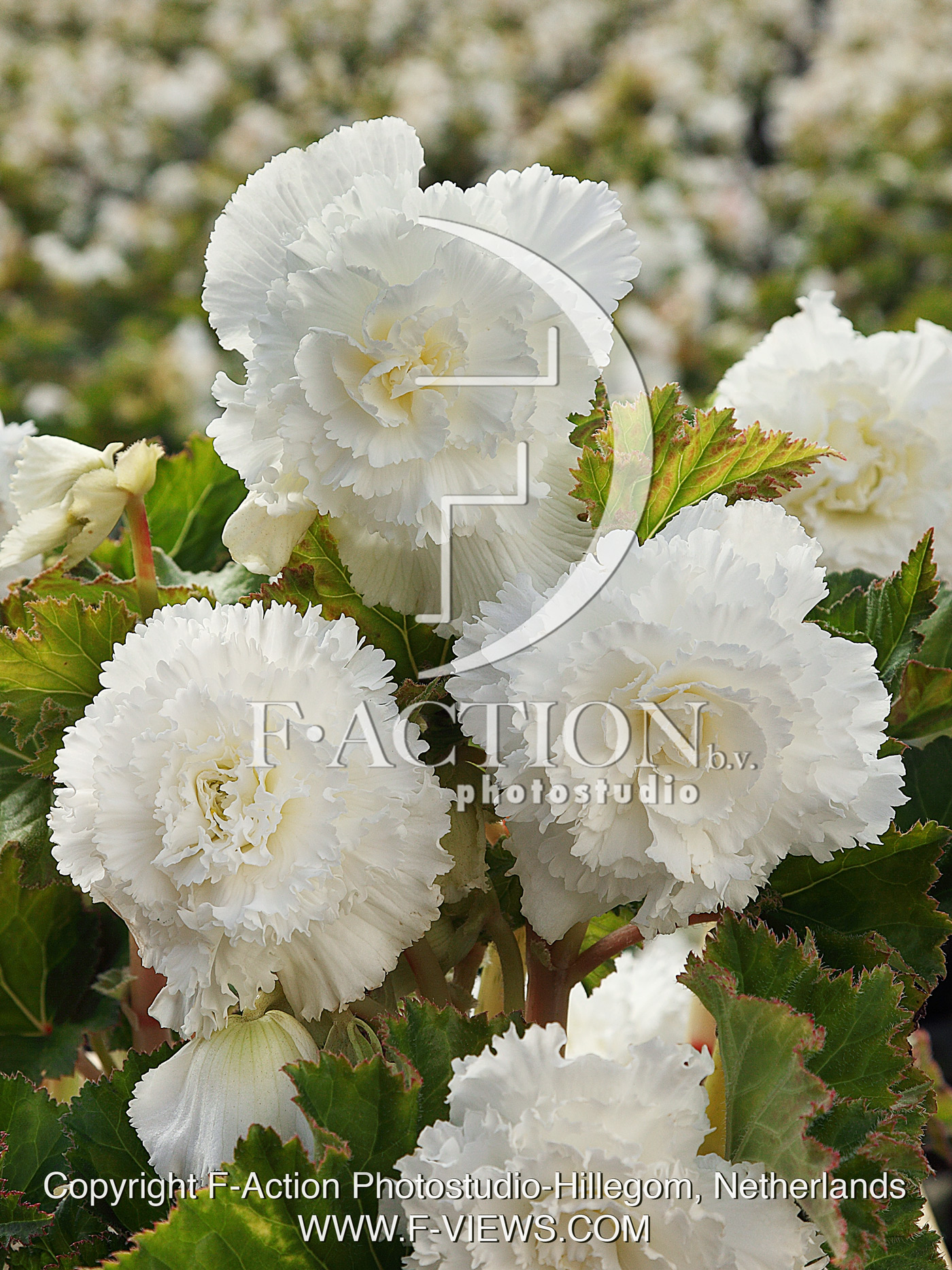 Fimbriata White