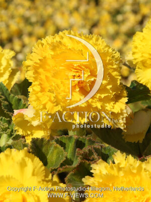 Fimbriata Yellow