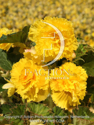 Fimbriata Yellow