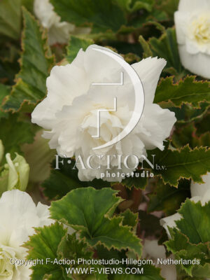 Pendula White