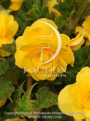 Pendula Yellow