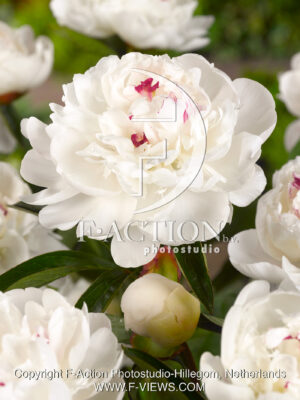 Lactiflora 'Festiva Maxima'