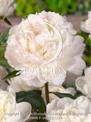 Lactiflora 'Henry Sass'