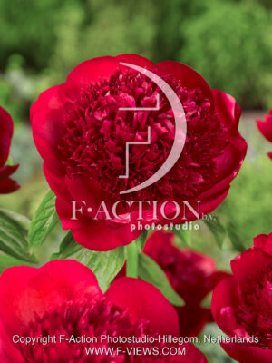 lactiflora 'Red Charm'