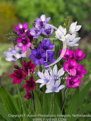 Kew Hybrids