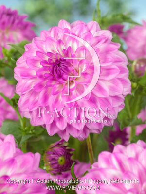 Pink Ribbon