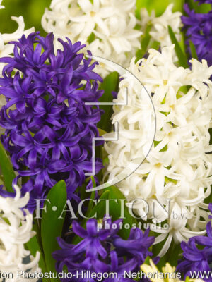 Purple - white