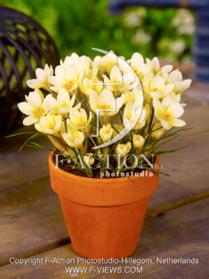 chrysanthus 'Cream Beauty'