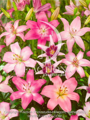bicolor Mixed