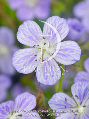 pratense 'Mrs Kendall Clark'
