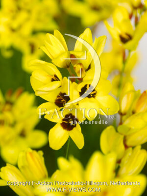 Yellow Emperor