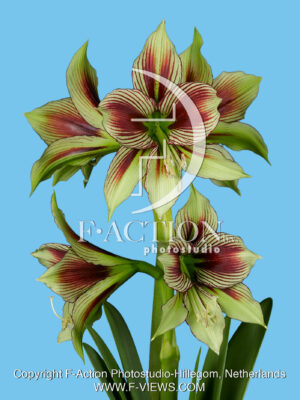 Papillio