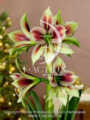Papillio