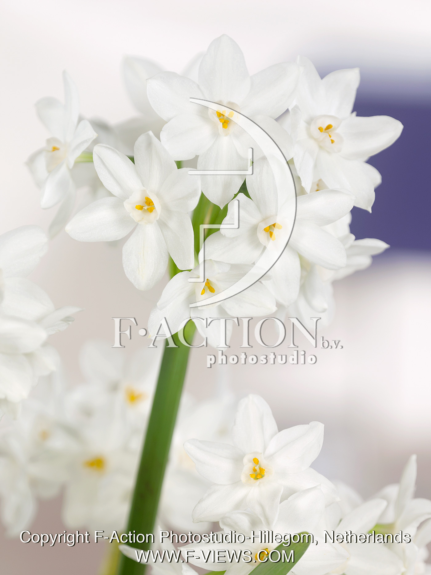 Paperwhite Ziva