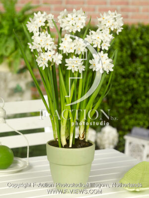 Paperwhite Ziva