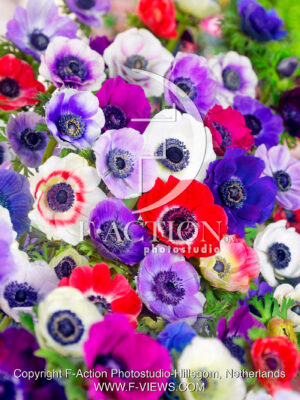 coronaria 'De Caen' Mixed