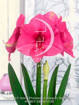 Pink Surprise
