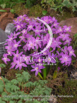 Violet Beauty