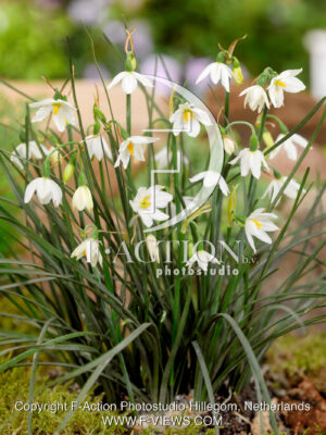 aestivum 'Nicaeense'