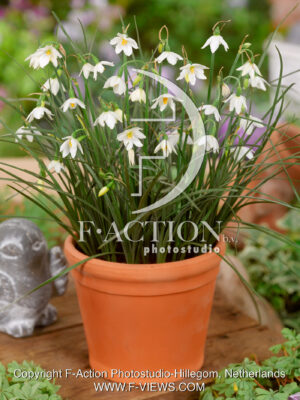 aestivum 'Nicaeense'