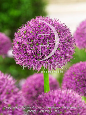 Purple Suze