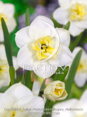 Papillon Blanc