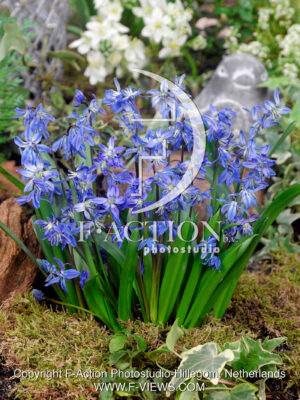 siberica Blue