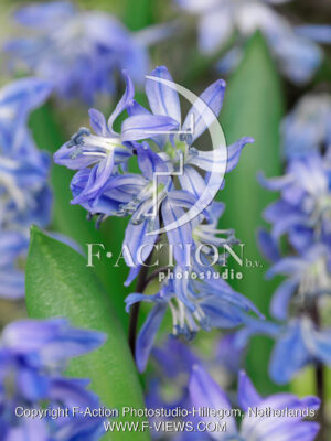 siberica Blue