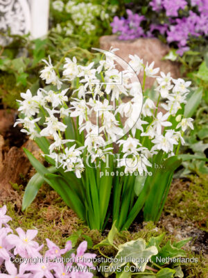 siberica Alba