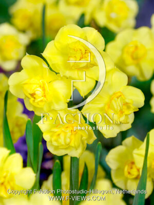 Yellow Cheerfulness