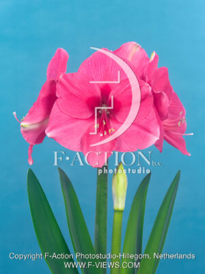 Pink Surprise