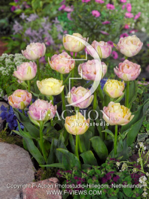 Sweet Desire