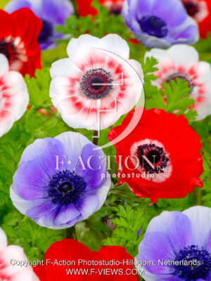 coronaria 'De Caen'