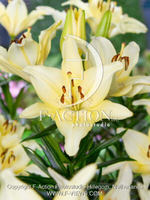 Ivory Pixie