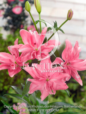 Candy Blossom