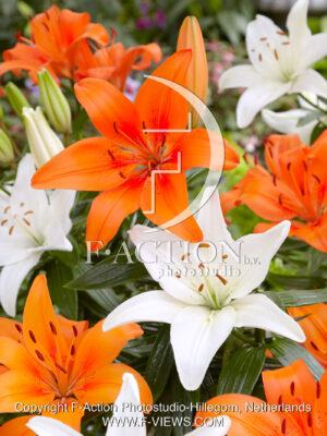 Asiatic Mixed